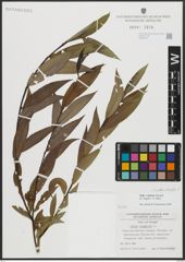 Foto von Salix alba L. x Salix fragilis L.